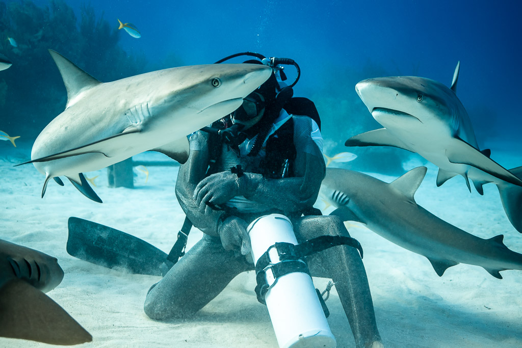 Kneeling chain-mail feeder with reef sharks passing over his head, Shark Junction, Grand Bahama, Bahamas