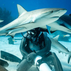 Caribbean reef sharks crossing just above kneeling feeder, low angle, Shark Junction, Grand Bahama, Bahamas
