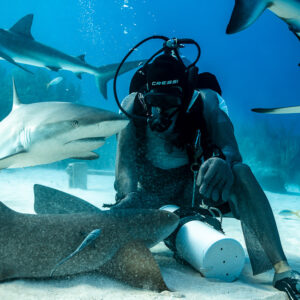 Seated feeder with a nurse shark resting at his side, reef sharks circling, Shark Junction, Grand Bahama, Bahamas