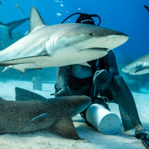Caribbean reef shark passing over a nurse shark lying beside seated feeder, Shark Junction, Grand Bahama, Bahamas