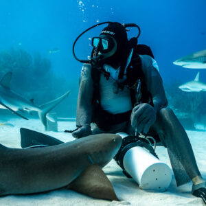 Nurse shark lying on sand before seated feeder, reef sharks in background, Shark Junction, Grand Bahama, Bahamas