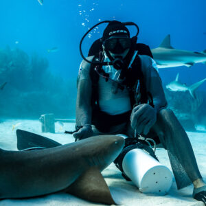 Seated feeder facing the camera, nurse shark at his knee, reef sharks above, Shark Junction, Grand Bahama, Bahamas