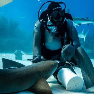 Nurse shark nosing at feeder's bait tube, reef shark fin at frame edge, Shark Junction, Grand Bahama, Bahamas
