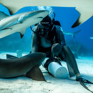 Caribbean reef shark sweeping over seated feeder and a resting nurse shark, Shark Junction, Grand Bahama, Bahamas