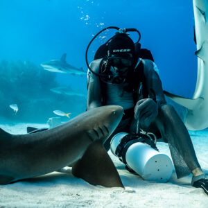 Reef shark twisting vertically behind seated feeder and nurse shark, Shark Junction, Grand Bahama, Bahamas