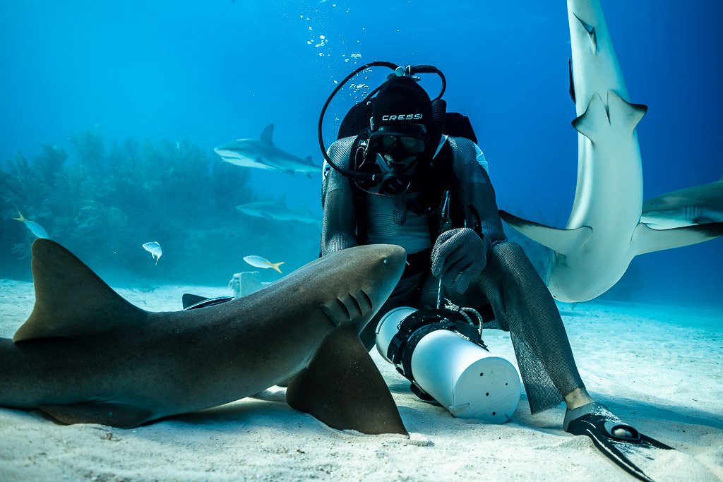 Reef shark twisting vertically behind seated feeder and nurse shark, Shark Junction, Grand Bahama, Bahamas