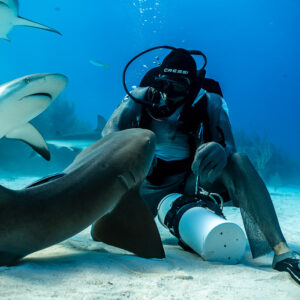 Nurse shark head close to seated feeder, reef shark passing above, Shark Junction, Grand Bahama, Bahamas