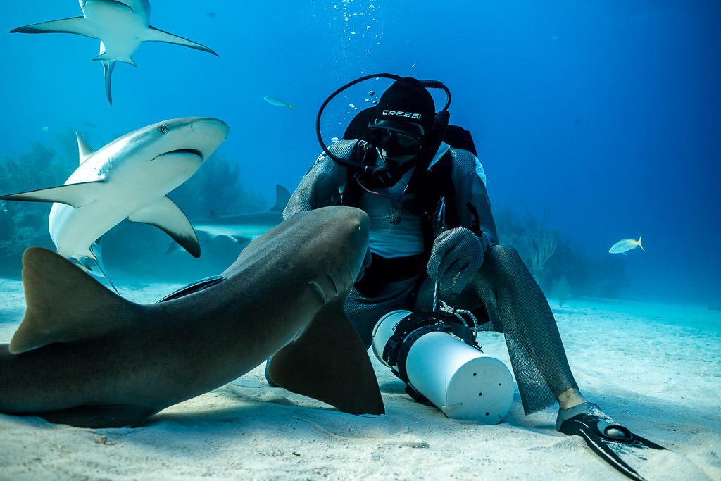 Nurse shark head close to seated feeder, reef shark passing above, Shark Junction, Grand Bahama, Bahamas