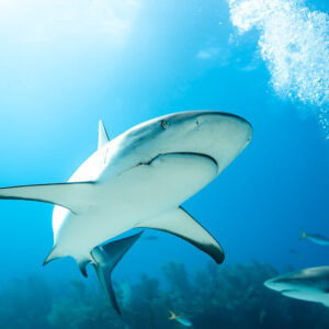 Low-angle Caribbean reef shark under sunlit surface beside diver's bubbles, Shark Junction, Grand Bahama, Bahamas