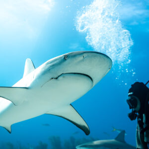 Caribbean reef shark banking above a diver, sunrays and bubble column, Shark Junction, Grand Bahama, Bahamas