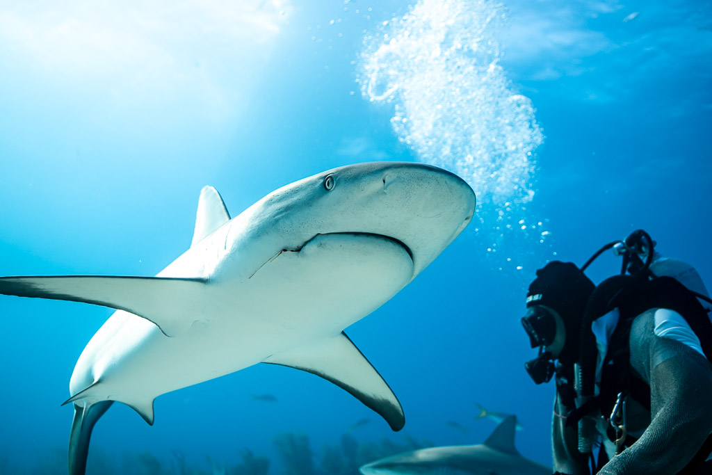 Caribbean reef shark banking above a diver, sunrays and bubble column, Shark Junction, Grand Bahama, Bahamas