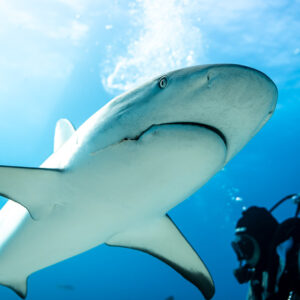 Close-up of a Caribbean reef shark's underside and mouth, diver below, Shark Junction, Grand Bahama, Bahamas
