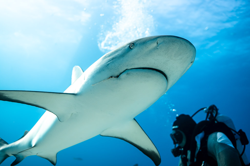 Close-up of a Caribbean reef shark's underside and mouth, diver below, Shark Junction, Grand Bahama, Bahamas