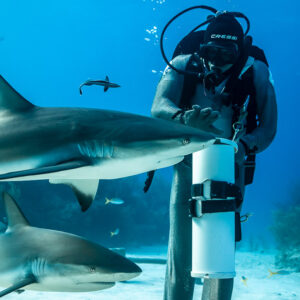 Caribbean reef shark sliding past feeder's bait tube, another below, Shark Junction, Grand Bahama, Bahamas