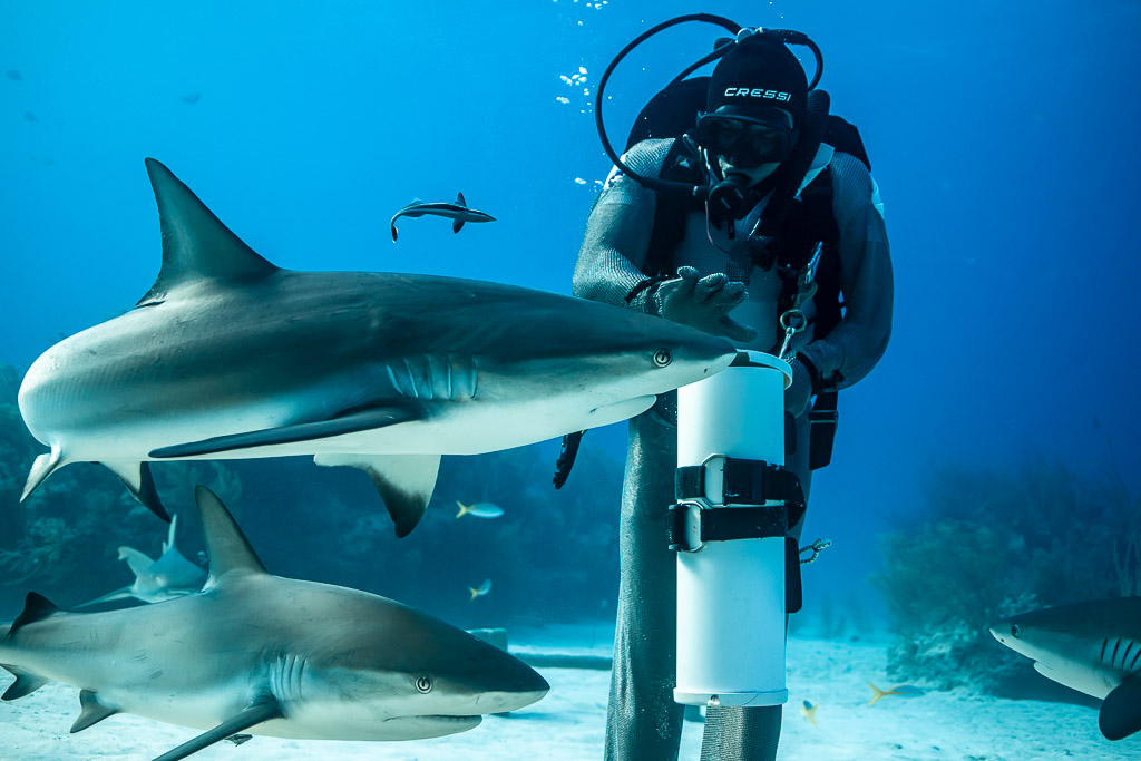 Caribbean reef shark sliding past feeder's bait tube, another below, Shark Junction, Grand Bahama, Bahamas