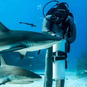 Caribbean reef shark snout at bait tube, sharksucker swimming above, Shark Junction, Grand Bahama, Bahamas
