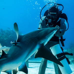 Feeder guiding a reef shark's snout upward with his gloved hand, Shark Junction, Grand Bahama, Bahamas