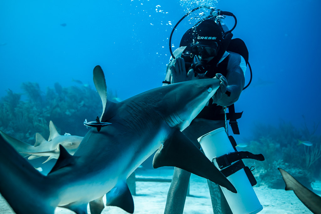 Feeder guiding a reef shark's snout upward with his gloved hand, Shark Junction, Grand Bahama, Bahamas