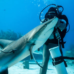 Reef shark sliding up along feeder's arm, snout near his mask, Shark Junction, Grand Bahama, Bahamas