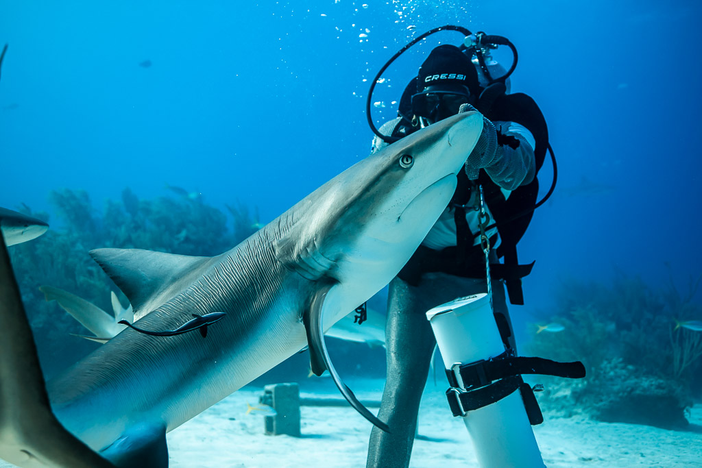 Reef shark sliding up along feeder's arm, snout near his mask, Shark Junction, Grand Bahama, Bahamas