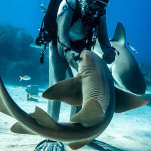 Nurse shark curling between feeder's legs, reef sharks around, Shark Junction, Grand Bahama, Bahamas