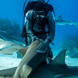 Feeder leaning over a nurse shark as reef sharks crowd the sand, Shark Junction, Grand Bahama, Bahamas