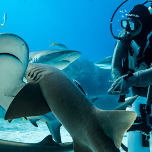 Head-on reef shark and nurse shark meeting at feeder's side, Shark Junction, Grand Bahama, Bahamas