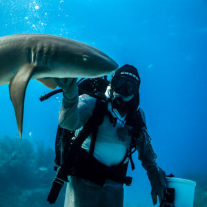 Vue verticale d’un requin-nourrice passant à hauteur de tête du nourrisseur, Shark Junction, Grand Bahama, Bahamas