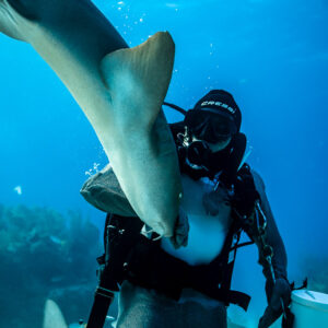 Shark diving head-down onto feeder's shoulder, vertical frame, Shark Junction, Grand Bahama, Bahamas