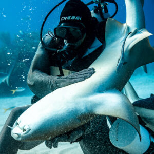 Feeder clasping a belly-up Caribbean reef shark against him, vertical, Shark Junction, Grand Bahama, Bahamas