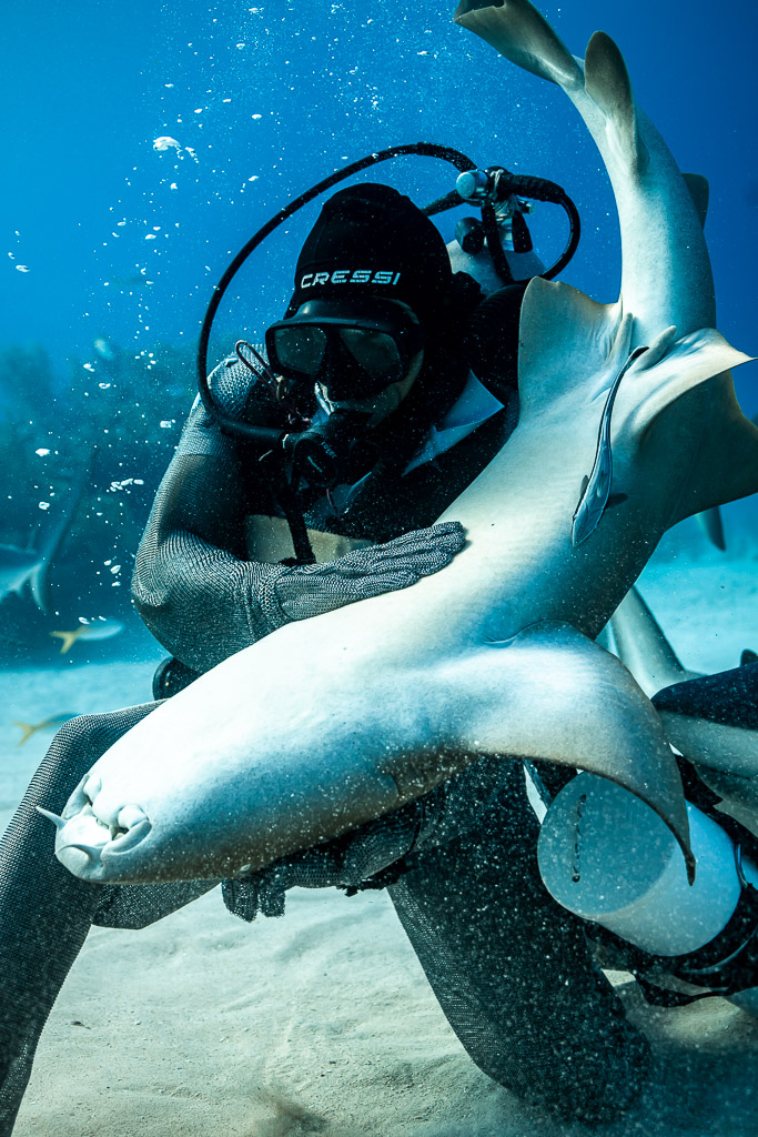 Feeder clasping a belly-up Caribbean reef shark against him, vertical, Shark Junction, Grand Bahama, Bahamas
