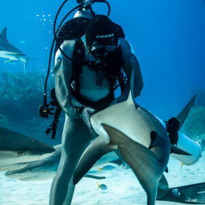 Reef shark twisting down past feeder's knees, vertical frame, Shark Junction, Grand Bahama, Bahamas