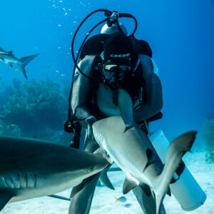 Reef shark diving head-first between feeder's legs, vertical, Shark Junction, Grand Bahama, Bahamas