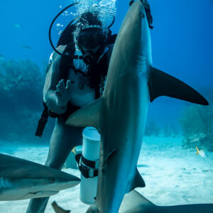 Feeder holding a Caribbean reef shark vertically by the snout, bubbles above, Shark Junction, Grand Bahama, Bahamas