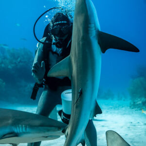 Reef shark held upright against feeder, more sharks at his feet, Shark Junction, Grand Bahama, Bahamas