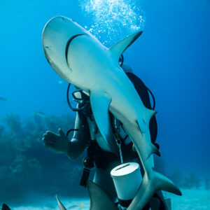 Caribbean reef shark rising over feeder's shoulder toward bubbles, vertical, Shark Junction, Grand Bahama, Bahamas