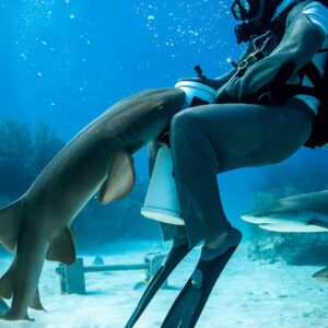 Nurse shark pushing against seated feeder's bait tube, long fins in frame, Shark Junction, Grand Bahama, Bahamas