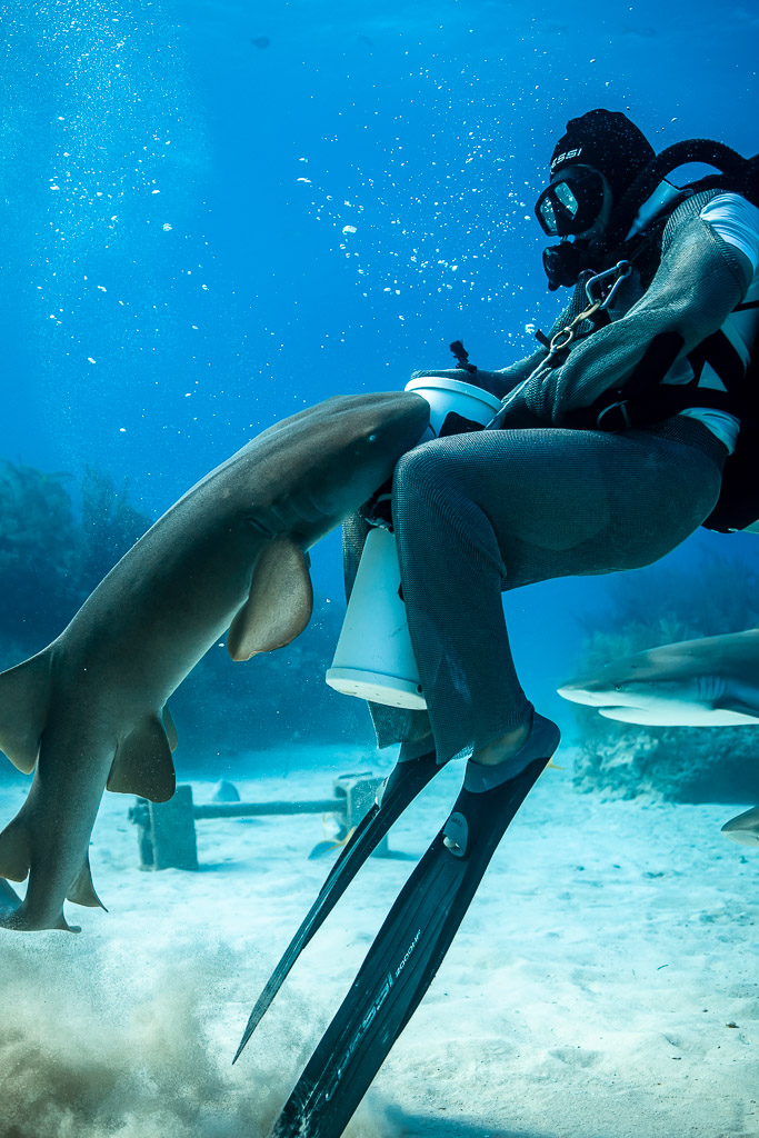 Nurse shark pushing against seated feeder's bait tube, long fins in frame, Shark Junction, Grand Bahama, Bahamas