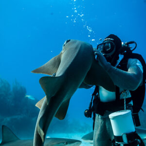 Feeder lifting a nurse shark up to his mask, vertical frame, Shark Junction, Grand Bahama, Bahamas