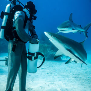 Rear view of standing feeder facing two approaching reef sharks, vertical, Shark Junction, Grand Bahama, Bahamas