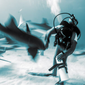 Cyan-toned monochrome, motion-blurred reef shark swooping toward feeder, Shark Junction, Grand Bahama, Bahamas