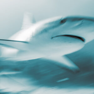 Cyan-toned monochrome close-up of a reef shark head with motion blur, Shark Junction, Grand Bahama, Bahamas