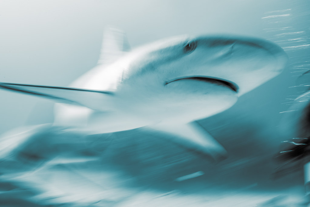 Monochrome teinté cyan, gros plan filé de la tête d’un requin de récif, Shark Junction, Grand Bahama, Bahamas