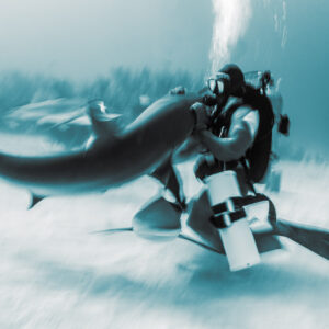 Cyan-toned monochrome, reef shark arcing around kneeling feeder, slow shutter, Shark Junction, Grand Bahama, Bahamas