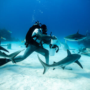 Feeder striding forward over sand as reef and nurse sharks follow, Shark Junction, Grand Bahama, Bahamas