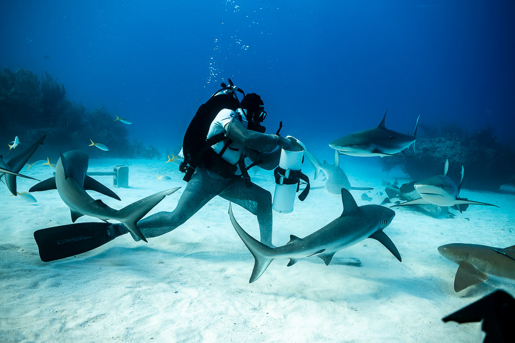 Nourrisseur s’avançant sur le sable, suivi par des requins de récif et des requins-nourrices, Shark Junction, Grand Bahama, Bahamas