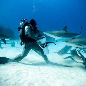 Feeder walking with his bait tube, sharks streaming behind him, Shark Junction, Grand Bahama, Bahamas