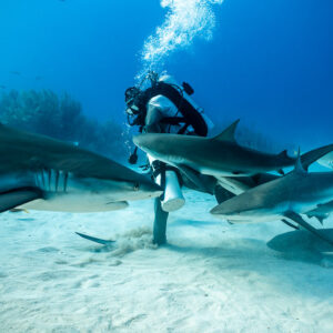 Reef sharks and nurse sharks converging on standing feeder, wide shot, Shark Junction, Grand Bahama, Bahamas