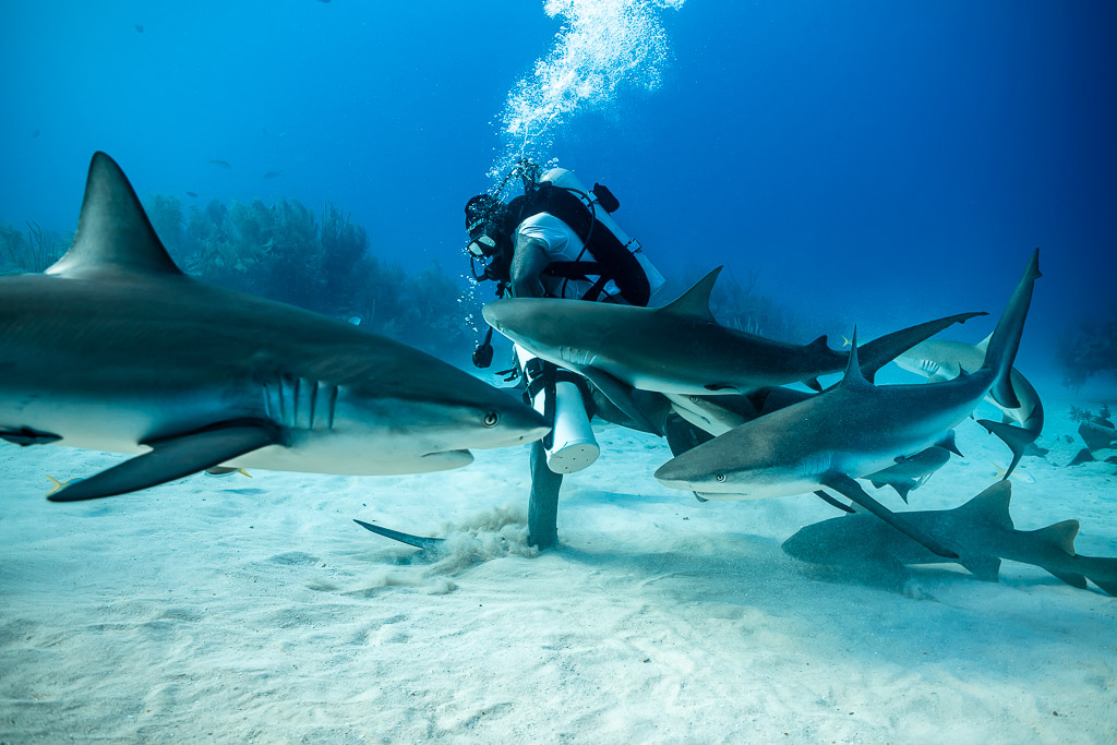 Reef sharks and nurse sharks converging on standing feeder, wide shot, Shark Junction, Grand Bahama, Bahamas