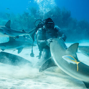 Feeder holding a reef shark on the sand, yellowtail snapper crossing, Shark Junction, Grand Bahama, Bahamas